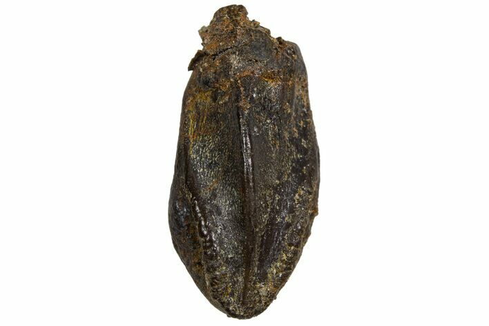 Fossil Hadrosaur (Edmontosaurus) Tooth - Montana #340924